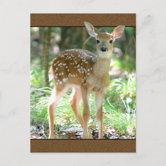 Whitetail Deer Fawn Briefkaart (Voorkant)