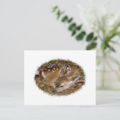Whitetail Deer Fawn Briefkaart (Staand voorkant)