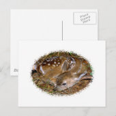 Whitetail Deer Fawn Briefkaart (Voorkant / Achterkant)