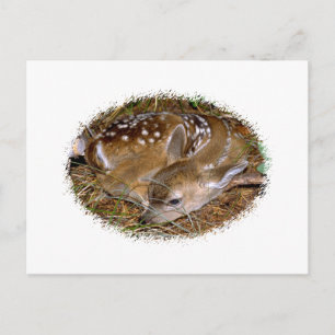Whitetail Deer Fawn Briefkaart