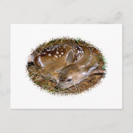 Whitetail Deer Fawn Briefkaart (Voorkant)
