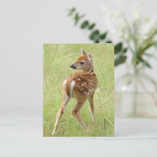 Whitetail Deer Fawn Briefkaart 6 (Staand voorkant)