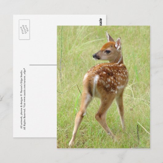 Whitetail Deer Fawn Briefkaart 6 (Voorkant / Achterkant)