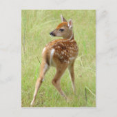Whitetail Deer Fawn Briefkaart 6 (Voorkant)