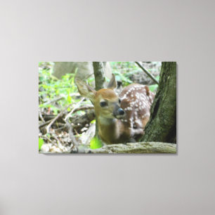 Whitetail Deer Fawn (de Verplette Druk van het Can Canvas Afdruk