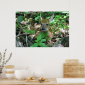 Whitetail Deer Fawn in Bossen Poster (Keuken)