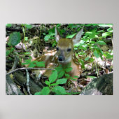 Whitetail Deer Fawn in Bossen Poster (Voorkant)