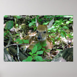 Whitetail Deer Fawn in Bossen Poster