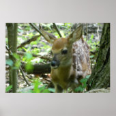 Whitetail Deer Fawn (in de Bossen) Poster (Voorkant)