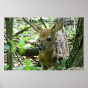 Whitetail Deer Fawn (in de Bossen) Poster
