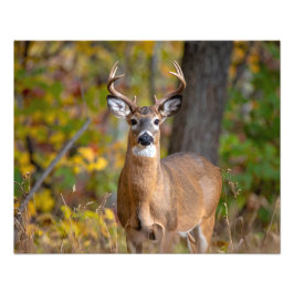 whitetail deer foto afdruk