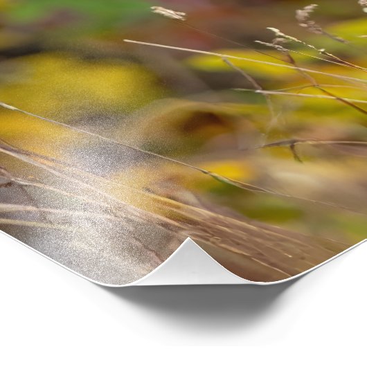 whitetail deer foto afdruk (Hoek)