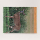 Whitetail Deer Hayfield in Evening Sunset Legpuzzel (Horizontaal)