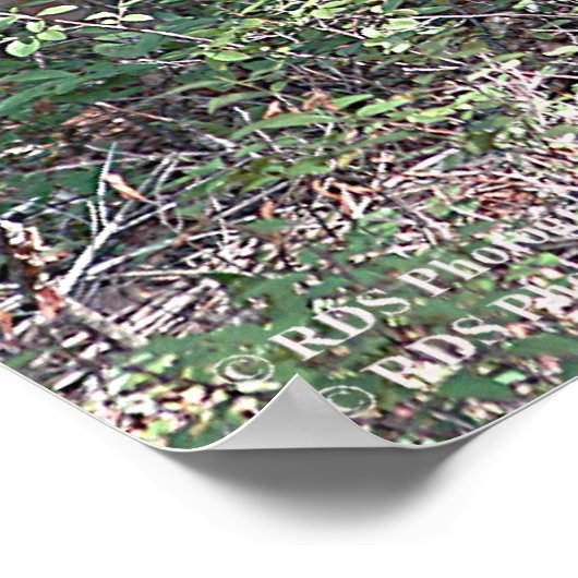 Whitetail Deer in de Poconos. druk 0200 Poster (Hoek)