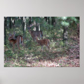 Whitetail Deer in de Poconos. druk 0200 Poster (Voorkant)