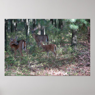 Whitetail Deer in de Poconos. druk 0200 Poster