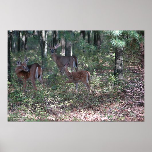 Whitetail Deer in de Poconos. druk 0200 Poster (Voorkant)
