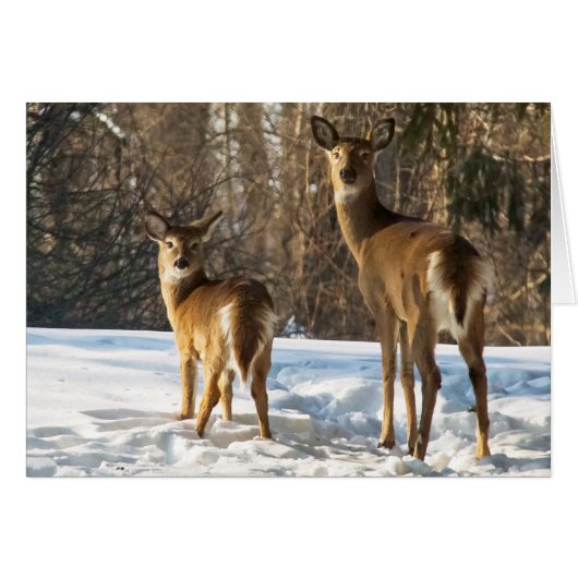 Whitetail Deer in sneeuw (Voorkant Horizontaal)