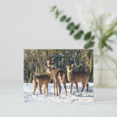 Whitetail Deer in sneeuw Briefkaart (Staand voorkant)