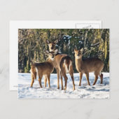 Whitetail Deer in sneeuw Briefkaart (Voorkant / Achterkant)