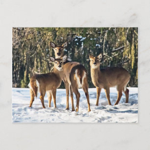 Whitetail Deer in sneeuw Briefkaart