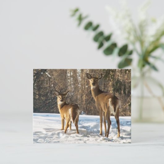 Whitetail Deer in sneeuw Briefkaart (Staand voorkant)
