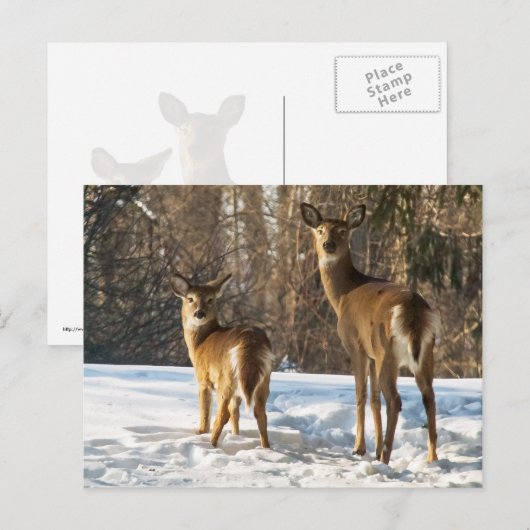 Whitetail Deer in sneeuw Briefkaart (Voorkant / Achterkant)