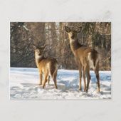 Whitetail Deer in sneeuw Briefkaart (Voorkant)