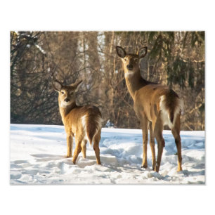 Whitetail Deer in sneeuw Foto Afdruk