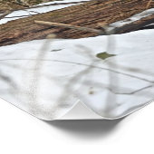 Whitetail Deer in sneeuw Foto Afdruk (Hoek)