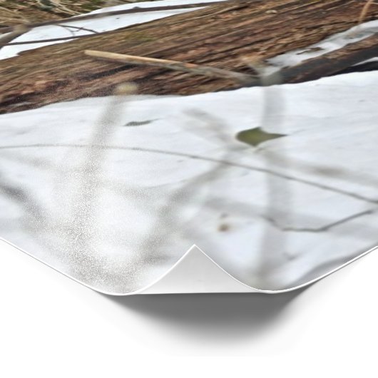 Whitetail Deer in sneeuw Foto Afdruk (Hoek)