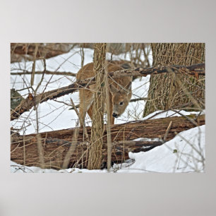 Whitetail Deer in sneeuw Poster