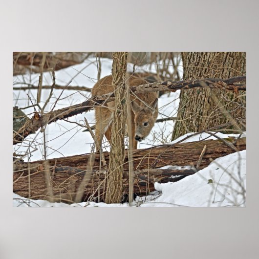 Whitetail Deer in sneeuw Poster (Voorkant)