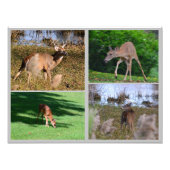 Whitetail Deer Photo Collage Foto Afdruk (Voorkant)