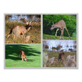 Whitetail Deer Photo Collage Foto Afdruk