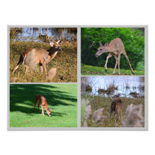 Whitetail Deer Photo Collage Foto Afdruk