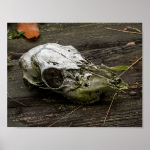 Whitetail Deer Poster