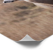 Whitetail Deer Poster (Hoek)