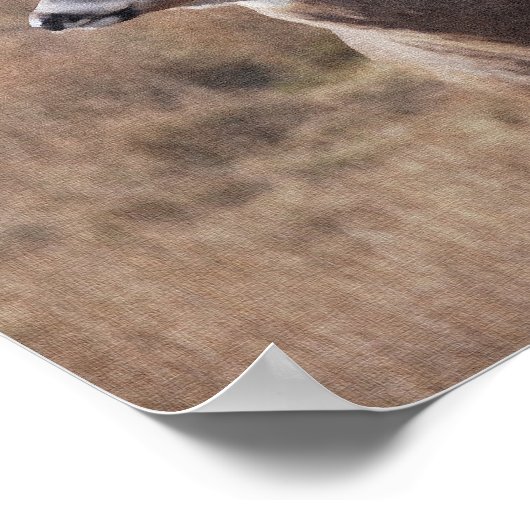 Whitetail Deer Poster (Hoek)