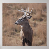 Whitetail Deer Poster (Voorkant)