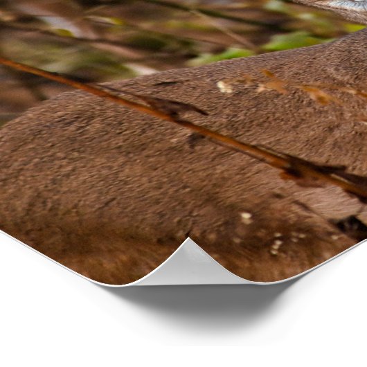 Whitetail Deer Poster (Hoek)