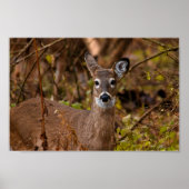 Whitetail Deer Poster (Voorkant)