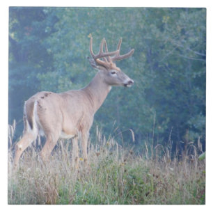 Whitetail Deer (Profiel) Decoratieve Tegel Tegeltje