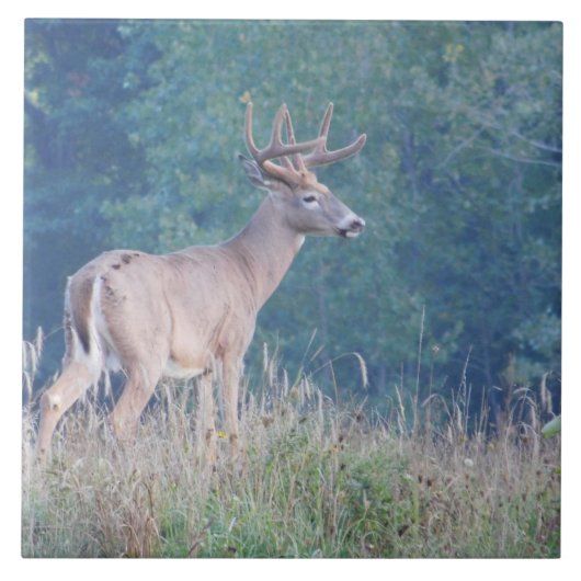 Whitetail Deer (Profiel) Decoratieve Tegel Tegeltje (Voorkant)