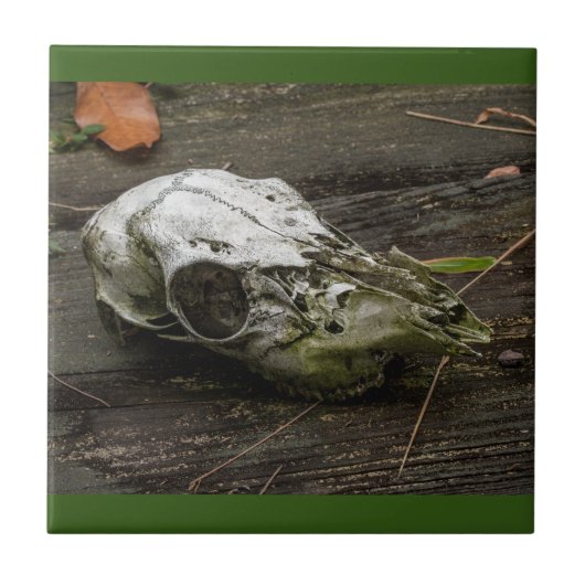 Whitetail Deer Skull Tegel Tegeltje (Voorkant)