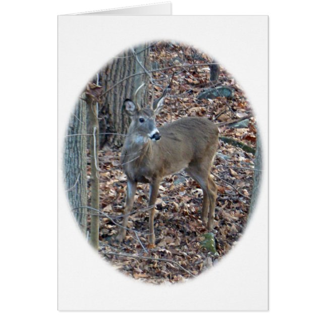 Whitetail Deer Spike Buck reeks (Voorkant)