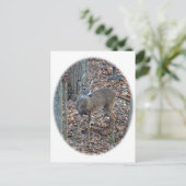 Whitetail Deer Spike Buck reeks Briefkaart (Staand voorkant)