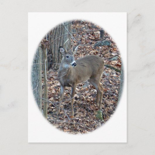 Whitetail Deer Spike Buck reeks Briefkaart (Voorkant)