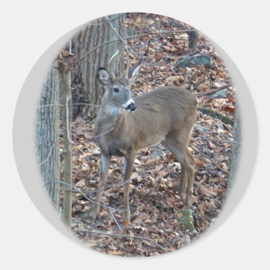Whitetail Deer Spike Buck reeks Ronde Sticker (Voorkant)