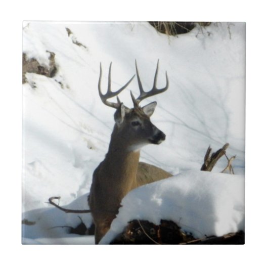 Whitetail Deer Winter Antlers Decoratieve Teile Tegeltje (Voorkant)